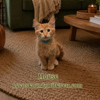Mouse -  Tabby and Domestic Medium Hair Cat for Adoption in Toledo, Ohio - Mouse | PetCurious