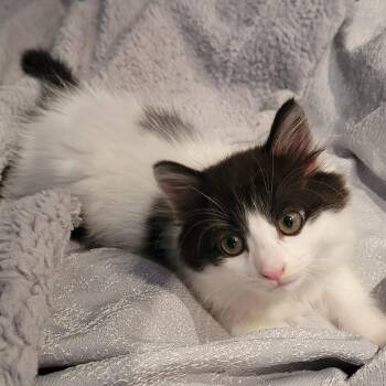 Rescue Domestic Long Hair Cats for Adoption in Ottawa, Ontario - Iris (f) DLH White And Black 2mths | PetCurious
