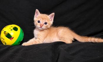 Strudel-In Foster -  Domestic Short Hair Cat for Adoption in Rockwall, Texas - Strudel-In Foster | PetCurious