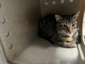 PETITE -  Domestic Short Hair Cat for Adoption in Tulsa, Oklahoma - PETITE | PetCurious