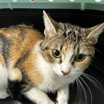 Babygirl -  Domestic Short Hair and Domestic Medium Hair Cat for Adoption in Birmingham, Alabama - Babygirl | PetCurious