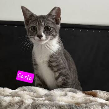 Carla -  Domestic Short Hair Cat for Adoption in Jessup, Maryland - Carla | PetCurious