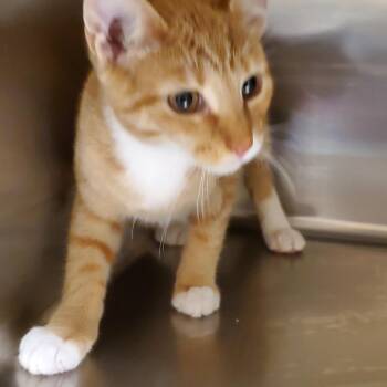 Rescue Domestic Short Hair Cats for Adoption in Muncie, Indiana - Barney | PetCurious