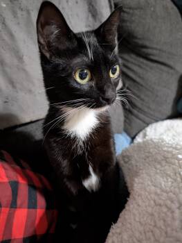 Domestic Short Hair Cats Available for Adoption - Sam | PetCurious