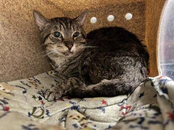 BOLT -  Domestic Short Hair Cat for Adoption in Albuquerque, New Mexico - BOLT | PetCurious