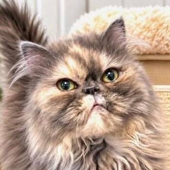 COSETTE - VICTORIAN LADY -  Persian Cat for Adoption in Oakwood, Georgia - COSETTE - VICTORIAN LADY | PetCurious