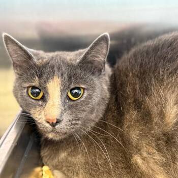 Domestic Short Hair Cats Available for Adoption in Madisonville, Tennessee - Pooh | PetCurious