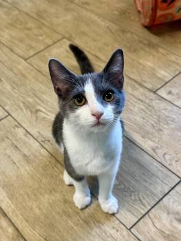 Rescue Domestic Short Hair Cats for Adoption in Scottsburg, Indiana - Gigi | PetCurious