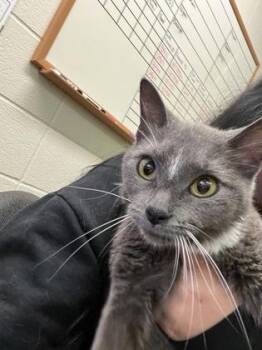 Pea -  Domestic Short Hair Cat for Adoption in Wichita, Kansas - Pea | PetCurious