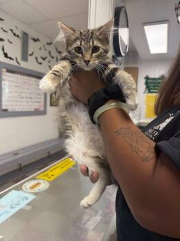 Darcy -  Domestic Medium Hair Cat for Adoption in Ontario, California - Darcy | PetCurious