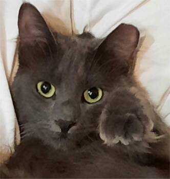 Sasha -  Domestic Medium Hair Cat for Adoption in Fort Worth, Texas - Sasha | PetCurious