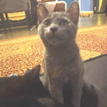 Domestic Short Hair Cats Available for Adoption - Edith | PetCurious