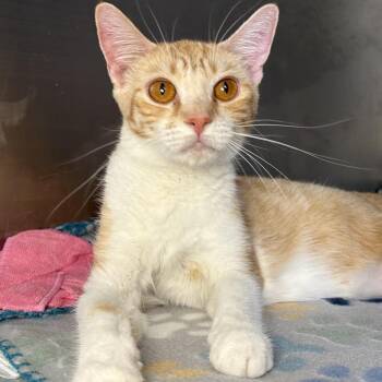 Peach -  Domestic Short Hair Cat for Adoption in Asheville, North Carolina - Peach | PetCurious