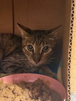 Rescue Domestic Short Hair Cats for Adoption in Fort Walton Beach, Florida - BONE JOVEY | PetCurious