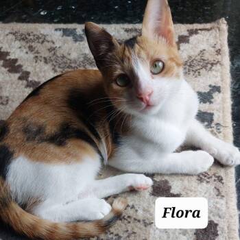 Calico Cats Available for Adoption in Brampton, Ontario - Flora | PetCurious