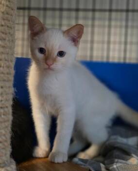 Kindle -  Domestic Short Hair Cat for Adoption in Palmer, Alaska - Kindle | PetCurious