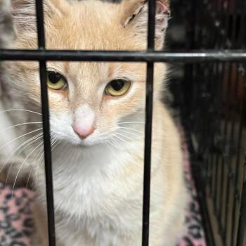 Domestic Short Hair Cats Available for Adoption in Rochester, Minnesota - Hannah | PetCurious