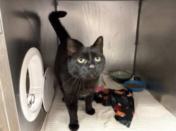 Domestic Short Hair Cats Available for Adoption in Fort Wayne, Indiana - BABY | PetCurious