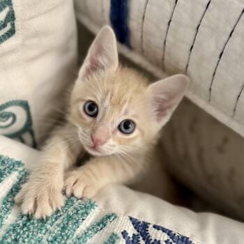 Ross -  Domestic Short Hair Cat for Adoption in Chattanooga, Tennessee - Ross | PetCurious