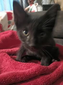 Domestic Short Hair Cats Available for Adoption - Lukas | PetCurious