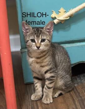 Shiloh Jolie-Pitt -  Domestic Short Hair Cat for Adoption in Darien, Georgia - Shiloh Jolie-Pitt | PetCurious