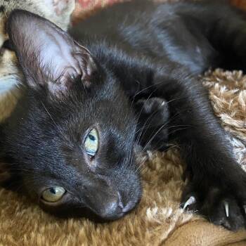 Hagrid -  Domestic Short Hair Cat for Adoption in Prosper, Texas - Hagrid | PetCurious