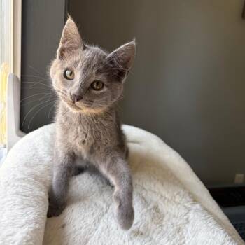 Misty -  Domestic Short Hair Cat for Adoption in Keizer, Oregon - Misty | PetCurious