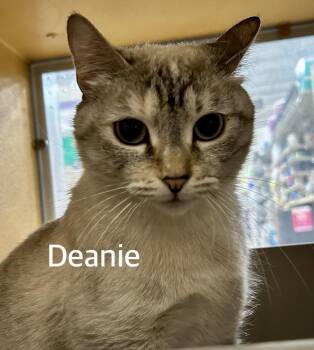 Siamese Cats Available for Adoption in Owasso, Oklahoma - Deanie | PetCurious