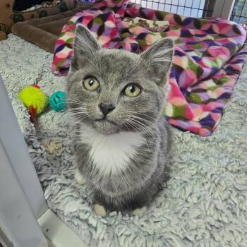 Bruno Mars -  Domestic Short Hair Cat for Adoption in Belfair, Washington - Bruno Mars | PetCurious