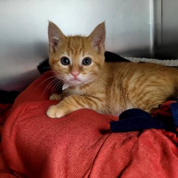 Elliott -  Domestic Short Hair Cat for Adoption in Belfair, Washington - Elliott | PetCurious
