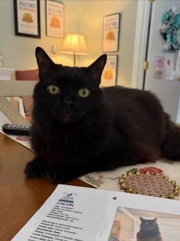 Calvin -  Domestic Long Hair Cat for Adoption in Suffolk, Virginia - Calvin | PetCurious
