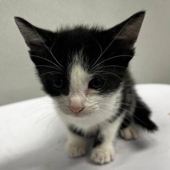 Lila -  Domestic Short Hair Cat for Adoption in Tampa, Florida - Lila | PetCurious