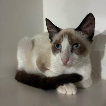 Tanooki -  Snowshoe Cat for Adoption in NEW PT RICHEY, Florida - Tanooki | PetCurious
