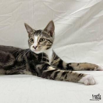 Iowa -  Domestic Short Hair and Tabby Cat for Adoption in Washington, District Of Columbia - Iowa | PetCurious