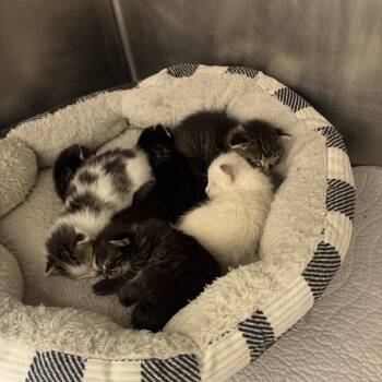 Lilly -  Domestic Long Hair Cat for Adoption in Palestine, Texas - Lilly | PetCurious