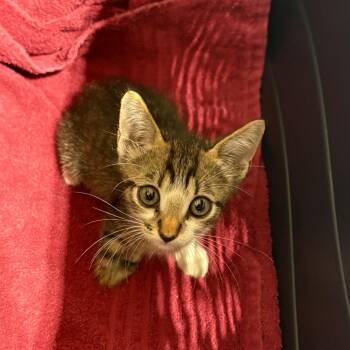 Dexter -  Domestic Short Hair Cat for Adoption in Milton, Florida - Dexter | PetCurious