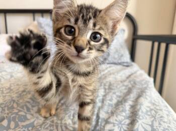 Mosquito -  Domestic Short Hair Cat for Adoption in Bryan, Texas - Mosquito | PetCurious