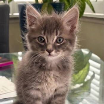 Panthro -  Domestic Medium Hair Cat for Adoption in Westminster, California - Panthro | PetCurious