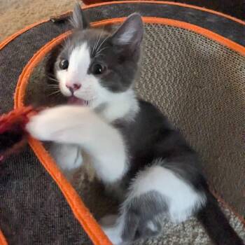 Mauve -  Domestic Medium Hair Cat for Adoption in Abbotsford, British Columbia - Mauve | PetCurious