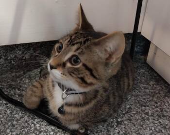 Catnip Dealer 2 (Bear) -  Domestic Short Hair Cat for Adoption in South Bend, Indiana - Catnip Dealer 2 (Bear) | PetCurious
