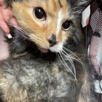 Katzuki -  Laperm Cat for Adoption in Tucson, Arizona - Katzuki | PetCurious