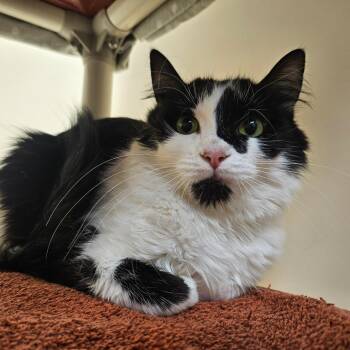Domestic Long Hair Cats Available for Adoption in Harrisonburg, Virginia - Eva | PetCurious