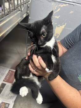 Van -  Domestic Short Hair Cat for Adoption in Largo, Florida - Van | PetCurious