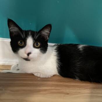 Spike -  American Shorthair Cat for Adoption in Hull, Massachusetts - Spike | PetCurious