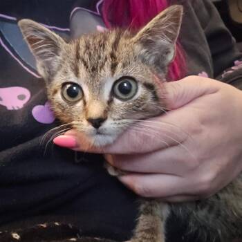Duster -  Domestic Short Hair Cat for Adoption in Marble, North Carolina - Duster | PetCurious