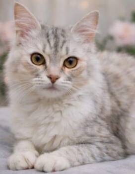 Burmilla and Himalayan Cats Available for Adoption in Brampton, Ontario - Amy M. | PetCurious