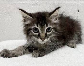 Domestic Short Hair Cats Available for Adoption in Brentwood, Missouri - MR. FEENY | PetCurious