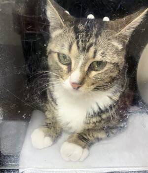 Domestic Short Hair Cats Available for Adoption - Oprah Whisker | PetCurious