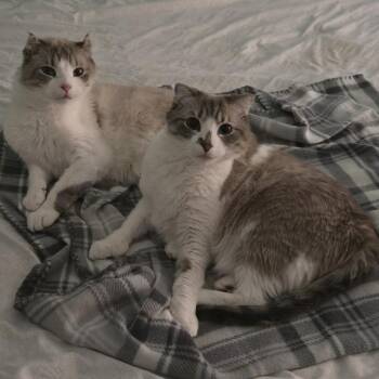 American Curl Cats Available for Adoption - Asher | PetCurious