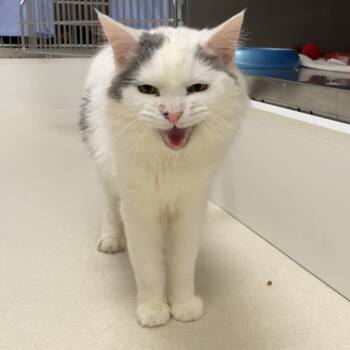 Rescue Domestic Medium Hair Cats for Adoption in Warwick, Rhode Island - Sugar | PetCurious